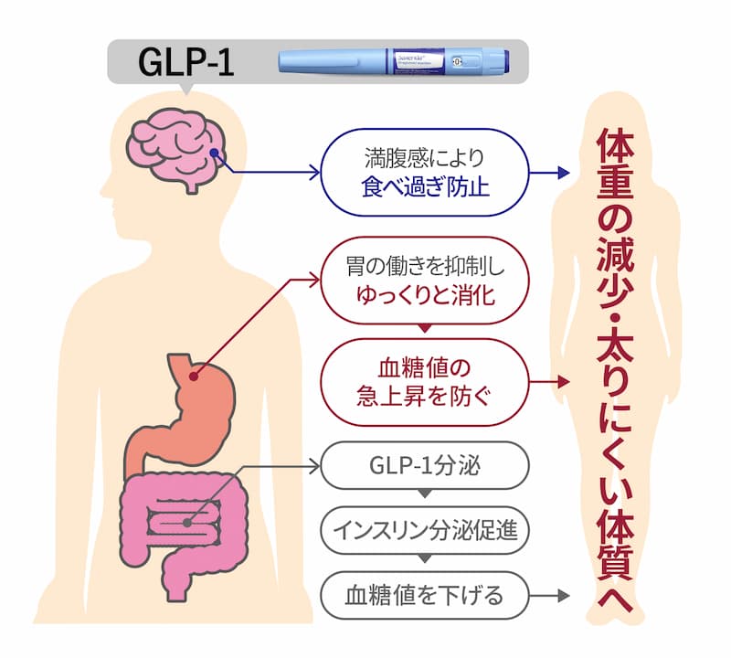 GLP-1受容体作動薬の作用