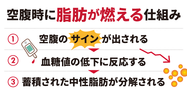 「空腹時に脂肪が燃える」の真実