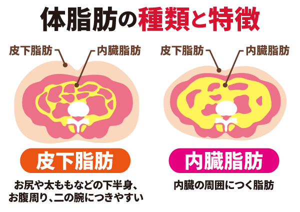 体脂肪の種類と特徴