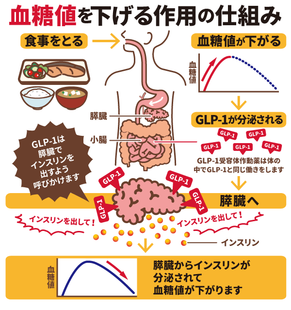 血糖値を下げる作用の仕組み