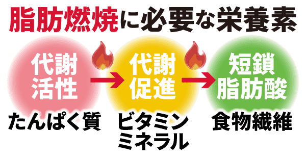 脂肪燃焼に必要な栄養素