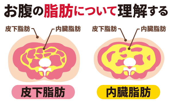 お腹の脂肪について理解する
