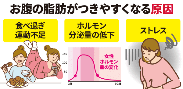 お腹の脂肪がつきやすくなる原因
